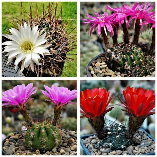 ������ ������ ������ ������ ��������� ������ Lobivia mix (10 ��) ����