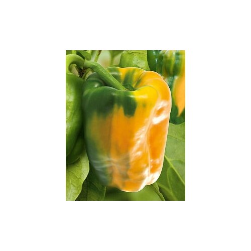 ������ ������ ������ ����� ������� 