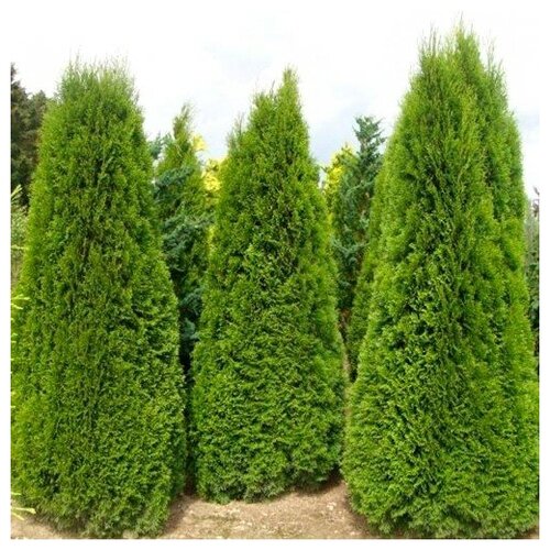 ������ ������ ��� �������� ������� � P9 (0,5 �.), 2 �� ����