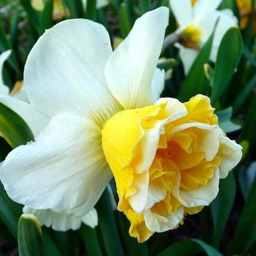 ������ ������ ������� WAVE (3 ��������) ����