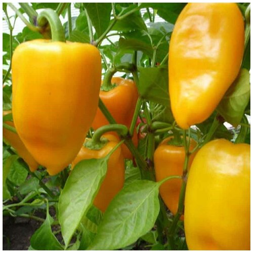 ������ ������ ������ ������ ����� ������� ������� 10 ��. ����