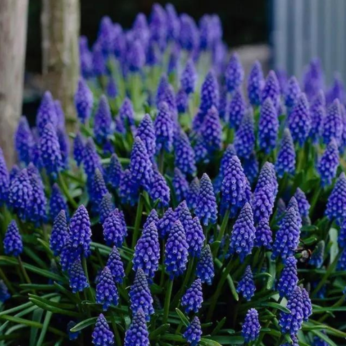 ������ ������ �������� ������� ARMENIACUM ( 10 �� ) ����