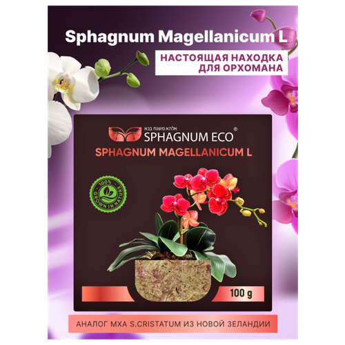   sphagnum magellanicum L      8 .   -     , -,   