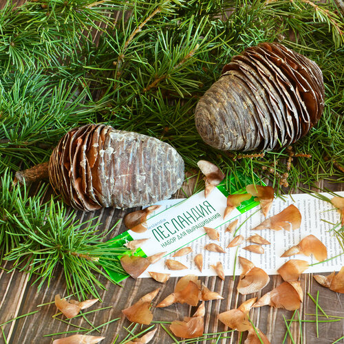 ������ ������ ���� ����������� ������, ������, 10 �� ����