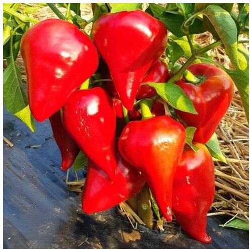 ������ ������ ������ ������ ����� ������� ���� 5 ��. ����