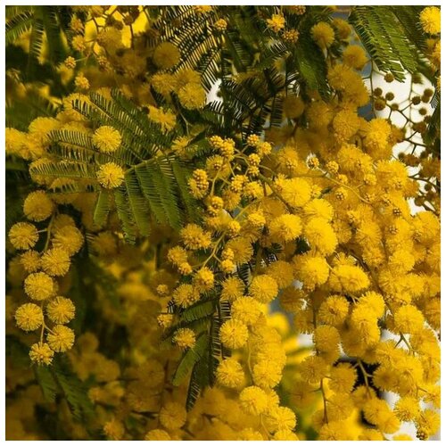 ������ ������ ������ ������ ������ �����������, ������ 20 ��. ����