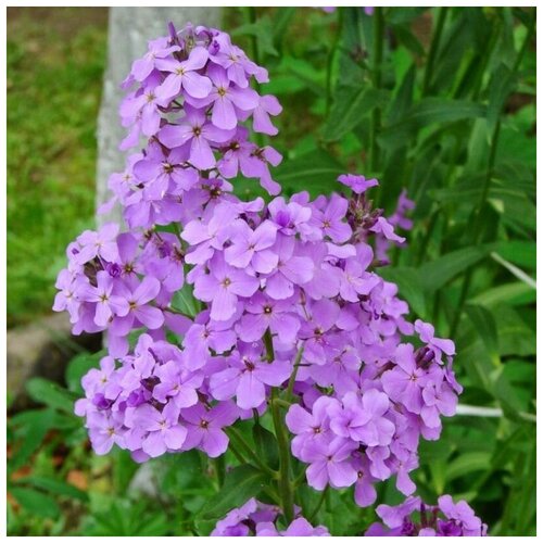 ������ ������ ������ ������ ���������, ������ ������ 20 ��. ����