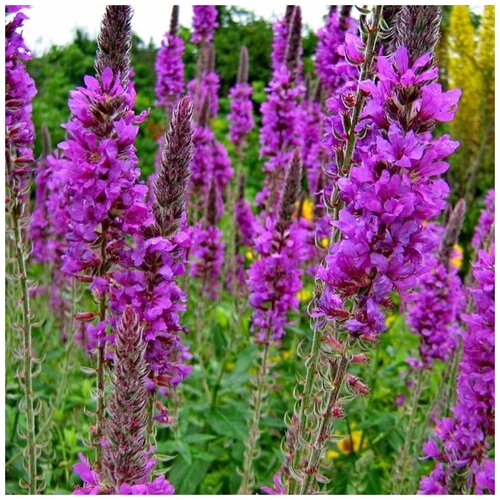 ������ ������ ������ ������ ��������� ���������� 100 ��. ����