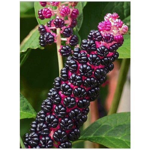 ������ ������ ������ ������� ������� (Phytolacca acinosa), 25 ���� ����