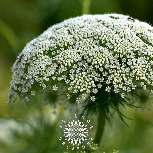 ������ ������ ������ ���� ������ - ������� (���. Ammi visnaga) 25�� �� Green Legacy ����