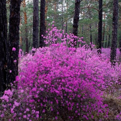 ������ ������ ������ ������ ����������� �������� (���. Rhododendron dauricum, ���������) 25 ��. ����