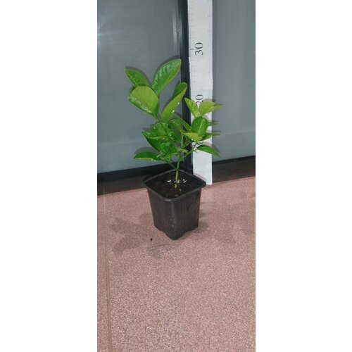 ������ ������ ����� ��������� ����