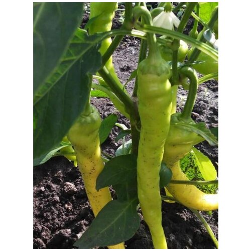 ������ ������ ������ ������ ����� ��������� ����� ������ (Tsitsak yellow), 5 ���� ����