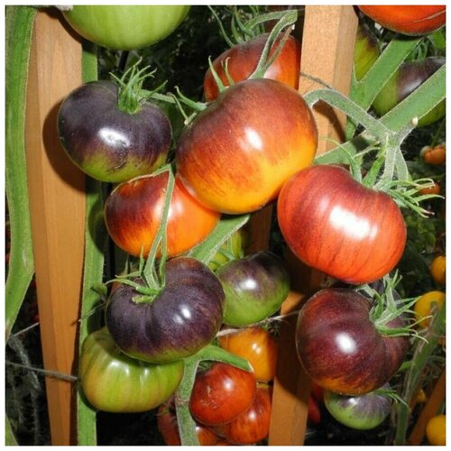 ������ ������ ������ ������ ����� Lusid Gem 10 ��. ����