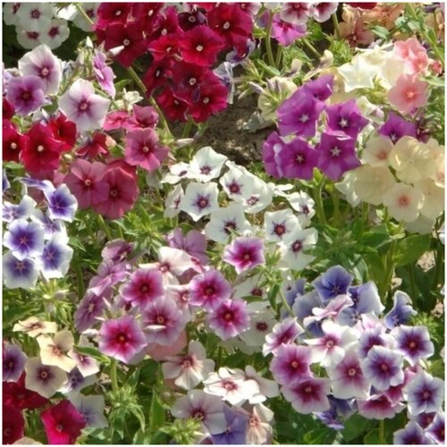 ������ ������ ����� ��������� ����� ������� �� ����