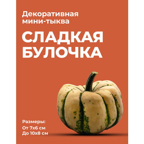 ������ ������ ������������ ���� ����� ����