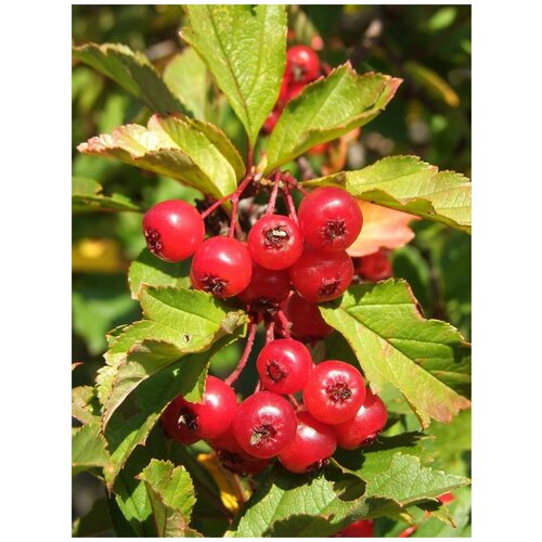      (Crataegus dahurica), 15  