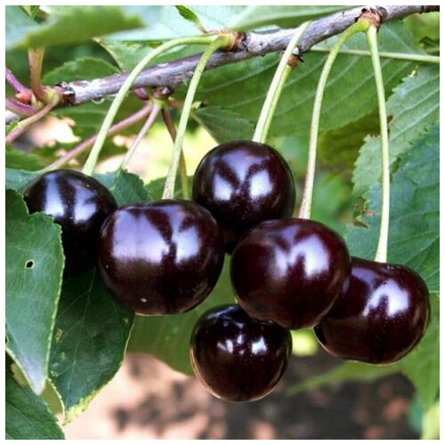 ������ ������ ������ ������ ����� ���������� ������ 10 ��. ����