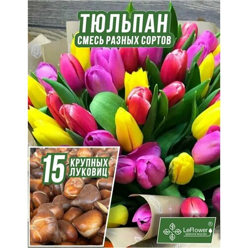 ������ ������ ������� ��������, ���� ������ 15 ��, ������� ����