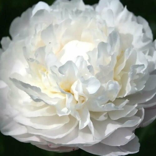 ������ ������ ������ ���� ����� ���� 3 ��. (1 ��������) ����