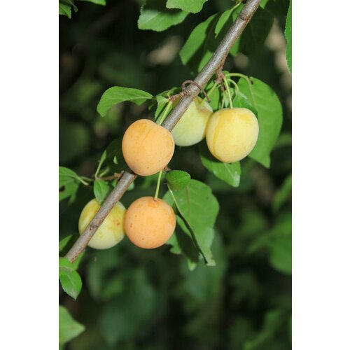    (. Prunus myrobalana)  5    -     , -,   