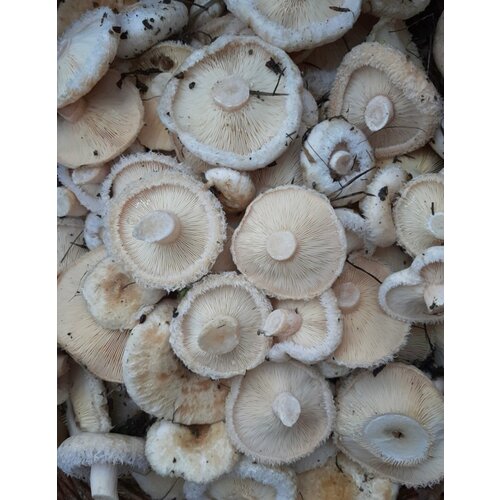 ������ ������ ������� ����� ����� ������ ����