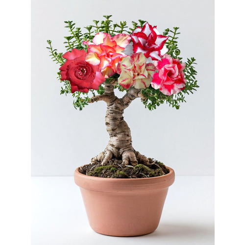 ������ ������ ������ �� ��������� 