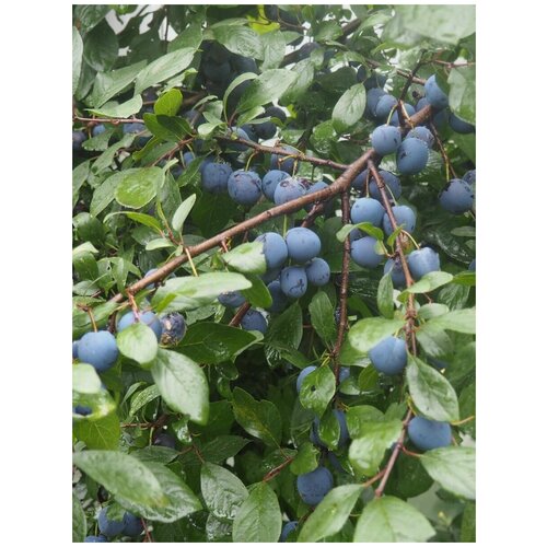 ������ ������ ������ Ҹ�� ����� ������� (Prunus spinosa), 10 ���� ����