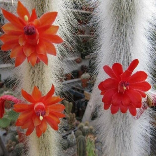 ������ ������ �������������, Hildewintera Colademononis, ��������� �����, �������, ������ ����