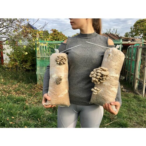 ������ ������ ������� ������� �������� (����� �17) - 150 ��. ����