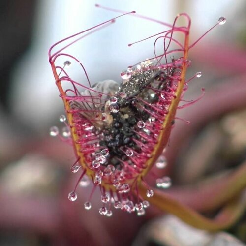 ������ ������ ������ ��������� ������� ������ 10+ ��, Drosera Binata, ������� ������ ��������, ��������� ��� ����