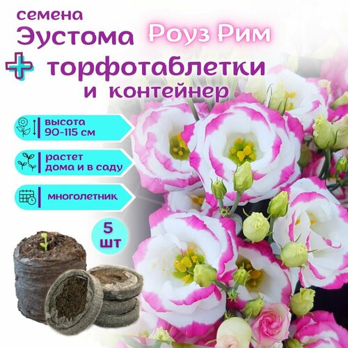 ������ ������ ������ ������� ������������ ����������� ���� ���, ��������� ��������� + �������� �������� Jiffy � �������, 5�� ����