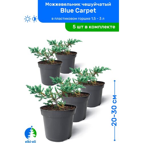     Blue Carpet ( ) 20-30     0,9-3 , ,   ,   5  