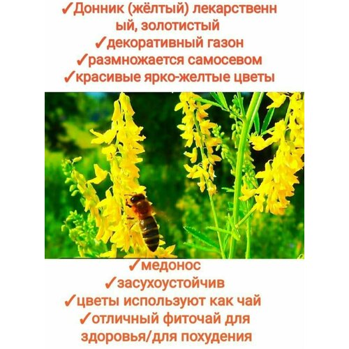 ������ ������ ������ ������,200�� �������/������� ��� ����/������, premium ����