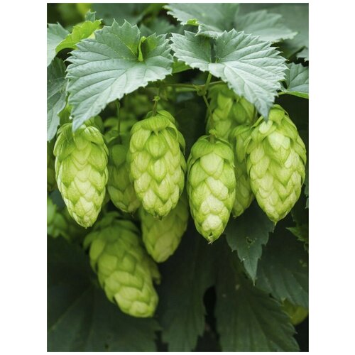 ������ ������ ������ ����� ������������ �������� (Humulus lupulus), 25 ���� ����