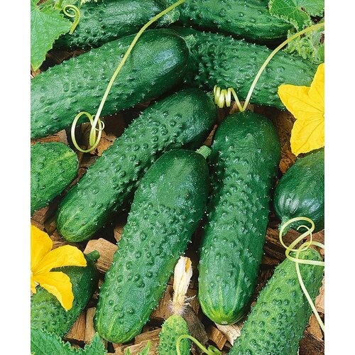 ������ ������ ������������� ������ ������ ������ F1 ����