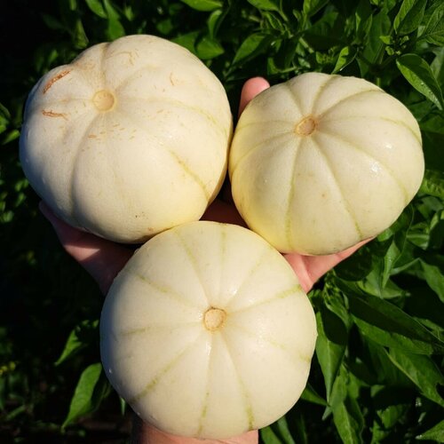 ������ ������ ������ ������ ���� ������� ���������� 5 ��. ����