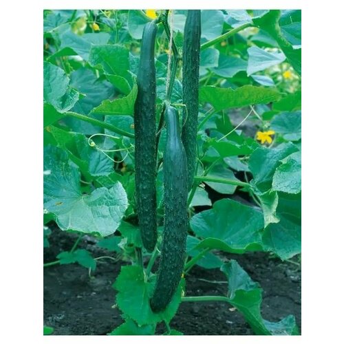 ������ ������ ������������� ������ ������ F1 ��������� ������� ����