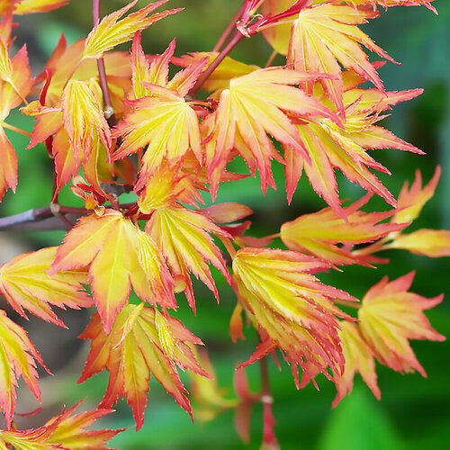 ������ ������ ���� �������� ��������� �����, ������, 10 �� ����