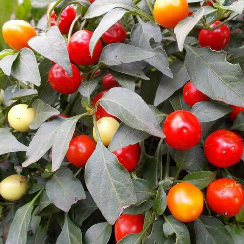 ������ ������ ����� ���� ������ ������������ ����� ��� F1, ��������� ��� ����������� � �������� �� ������ ��� ����, ����������� ������ �������� � ����, 5 �� ����� ����