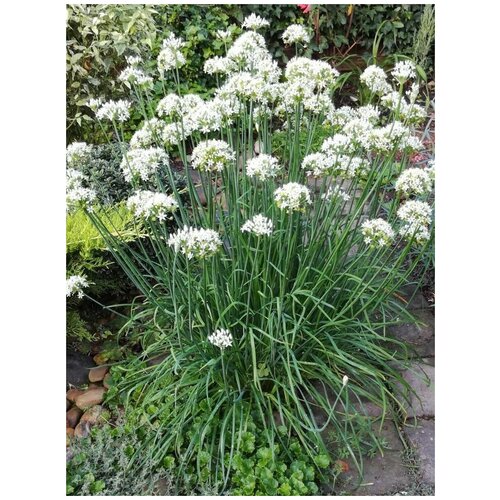 ������ ������ ������ ��� ������ (Allium odorum), 25 ���� ����