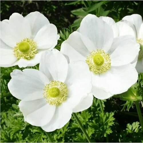 ������ ������ ������� ������� �. �. 5-6 ����� 5 ��. ����