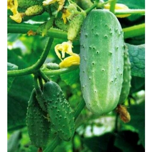 ������ ������ ������������� ������ ������ ����� F1 ����