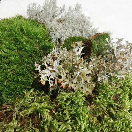 ������ ������ ����� ��� ��������� �� 3 ����� ���: ��������, ��������, ������� + ����� 2,5�. ����