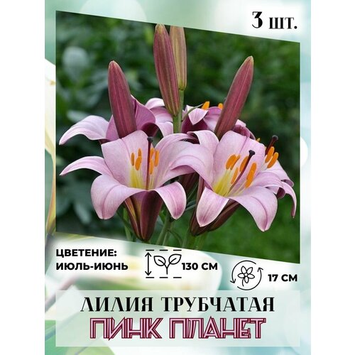 ������ ������ ����� ���������, �������� 3 ��. ����