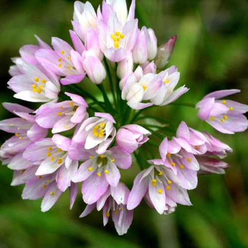 ������ ������ ������ Roseum(10 �������) ����