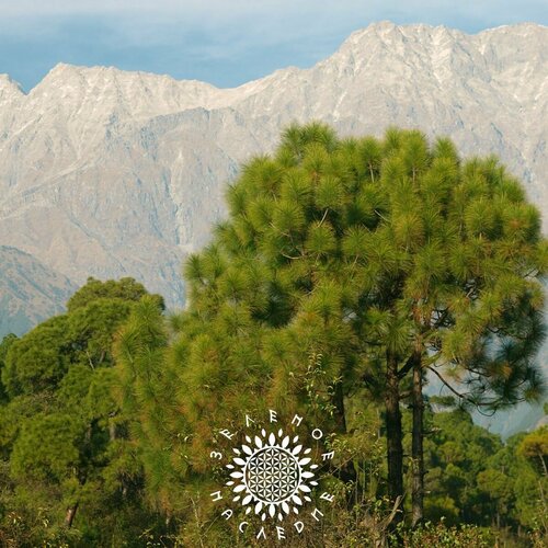 ������ ������ ������ ����� ��������� (���. Pinus roxburghii) 10�� �� Green Legacy ����