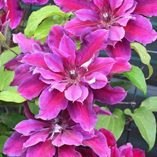 ������ ������ �������� ��� ����� (1 ������� � ������ 15-25 ��). Szkolka roslin A.M (������) ����