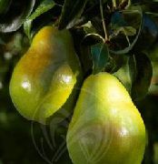садовая груша сорта Тонковетка уральская 